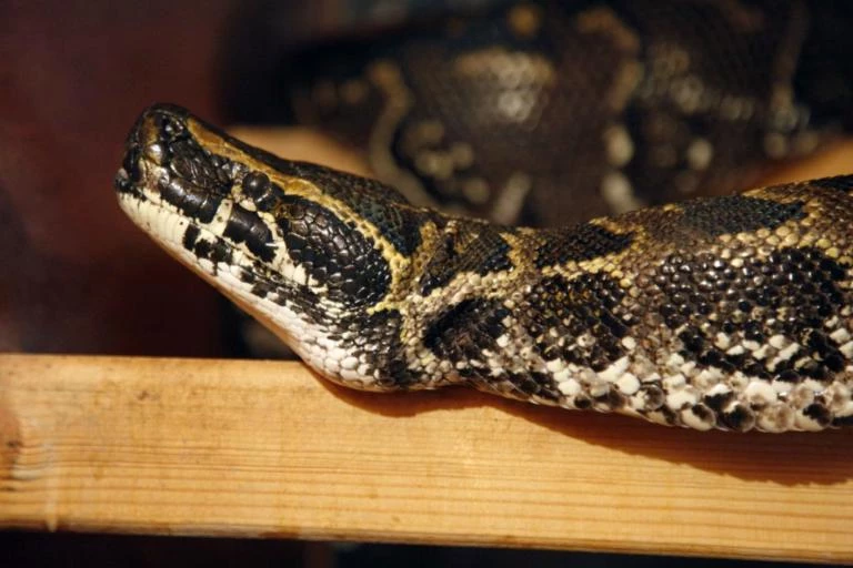 Πήλιο: Η οχιά πετάχτηκε και δάγκωσε μωρό – «Το αγγελούδι αργοπέθαινε και δεν έκαναν τίποτα» – Ξεσπάει η γιαγιά του